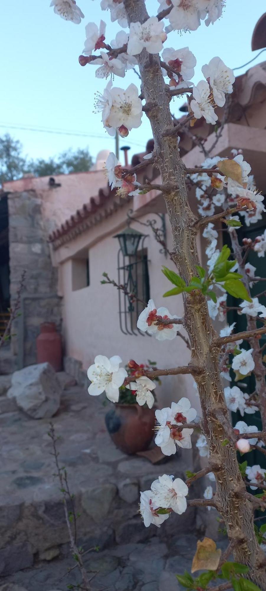 Los Arcabuceros Casa Hotel Boutique Тилкара Екстериор снимка